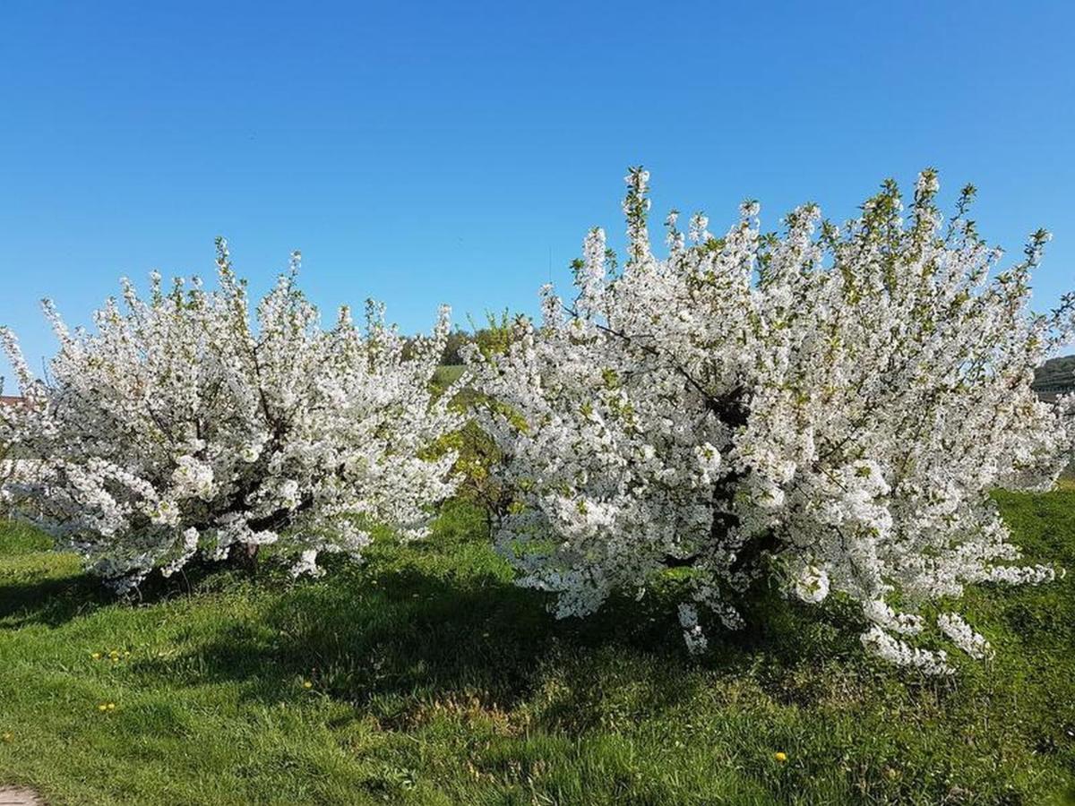 Ferienwohnung Feriendomizil Bergamini Bischoffingen Exterior foto
